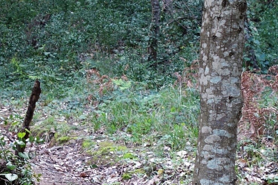 Marked forest track around Gassin, the terrain of the mountain-bike routes toward the sea