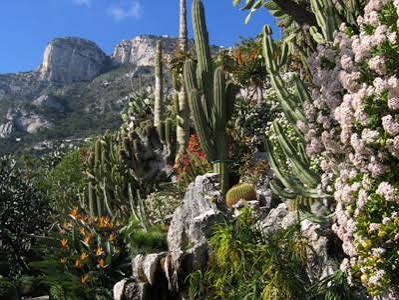 Jardin Exotique of Monaco