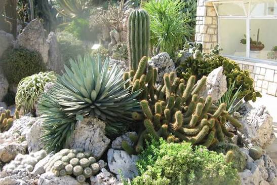 Jardin exotique de Monaco à flanc de falaise
