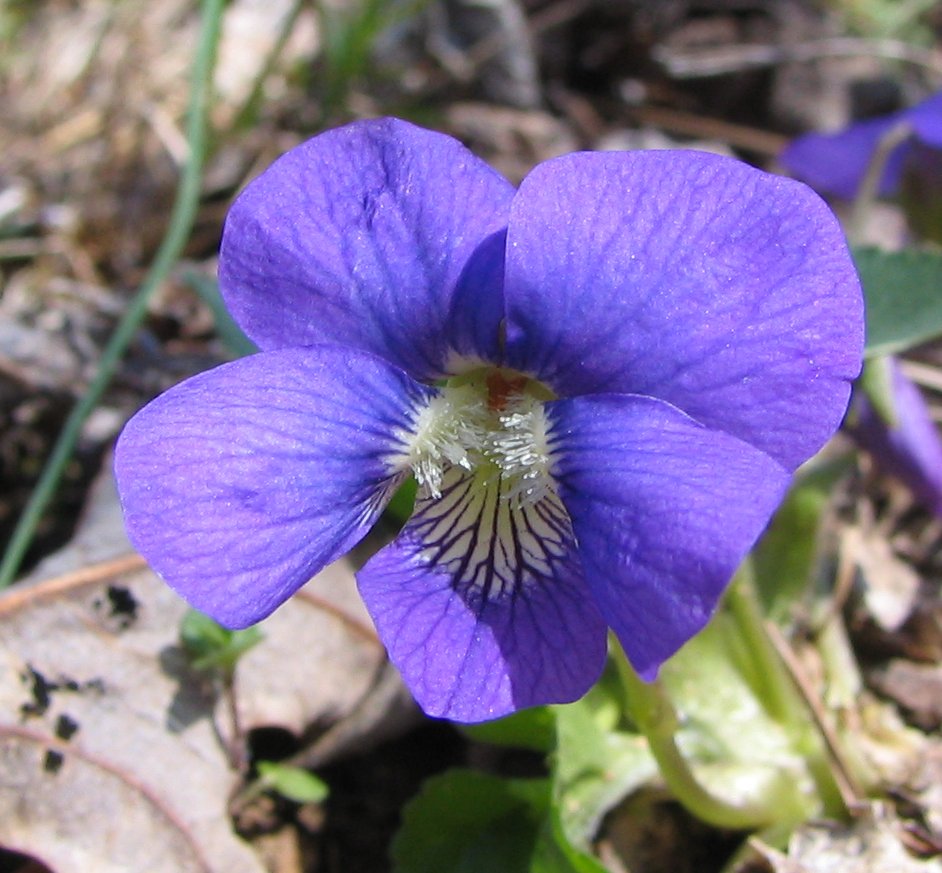 Violet Festival (February/March)