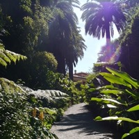 Century-old palms and tropical plants of the Val Rahmeh garden